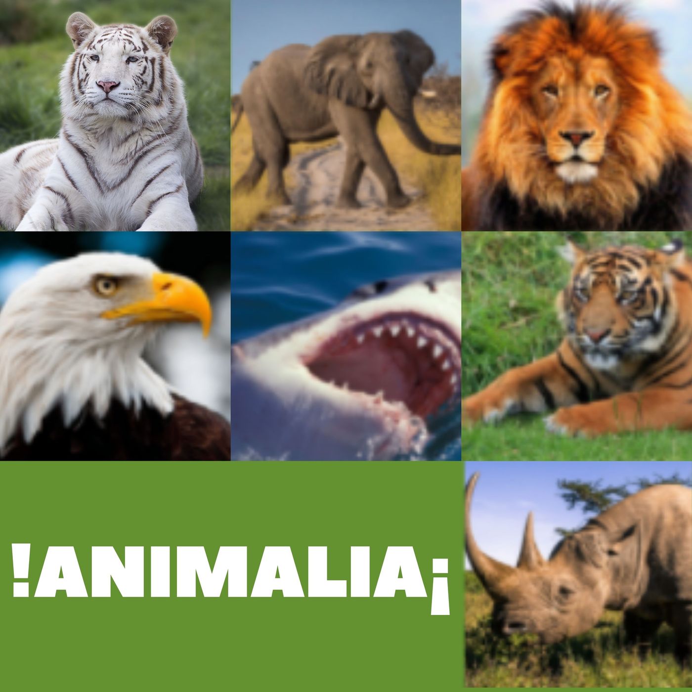 Animalia