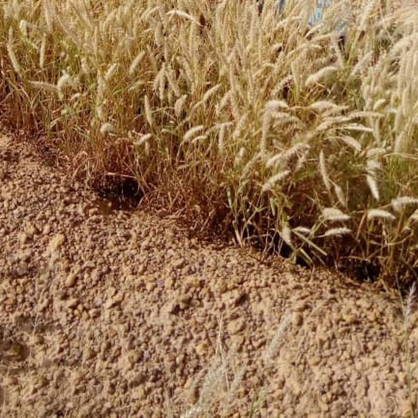 La crue de la Sirba, Niger  Juillet  2020