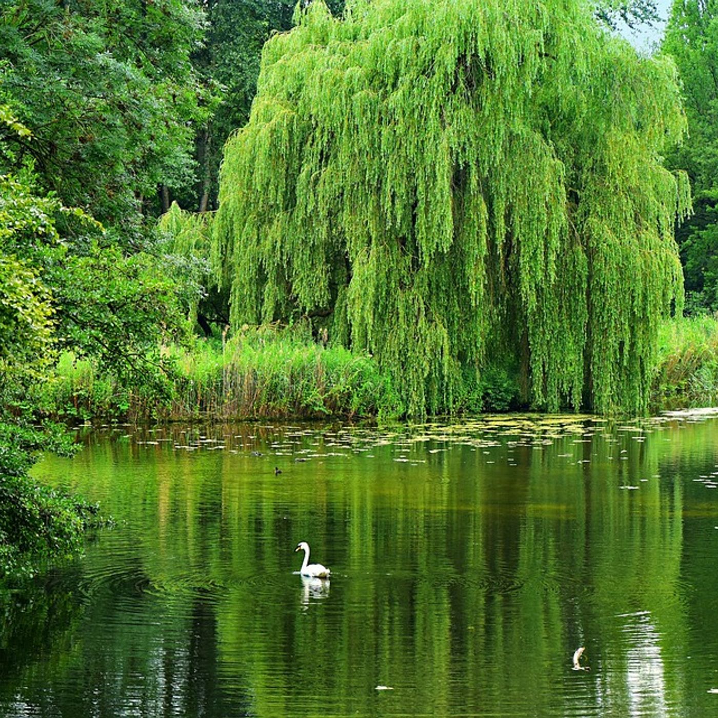 Riscopro il Culto degli Alberi