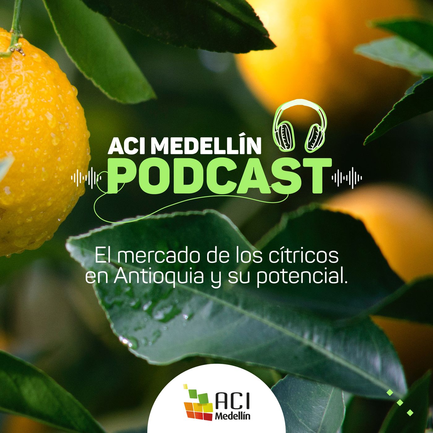Retos y oportunidades del mercado de los cítricos en Antioquia