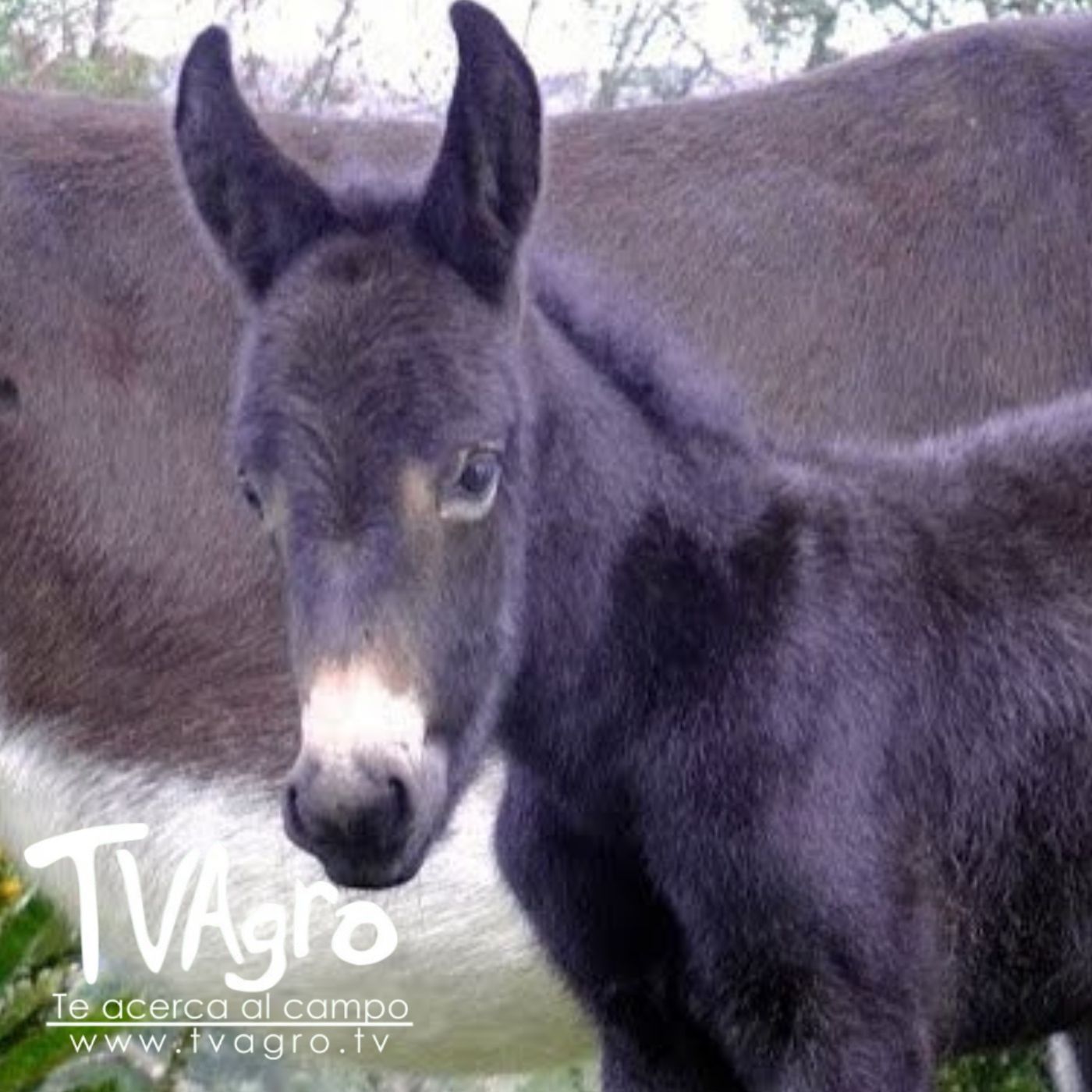 TV AGRO