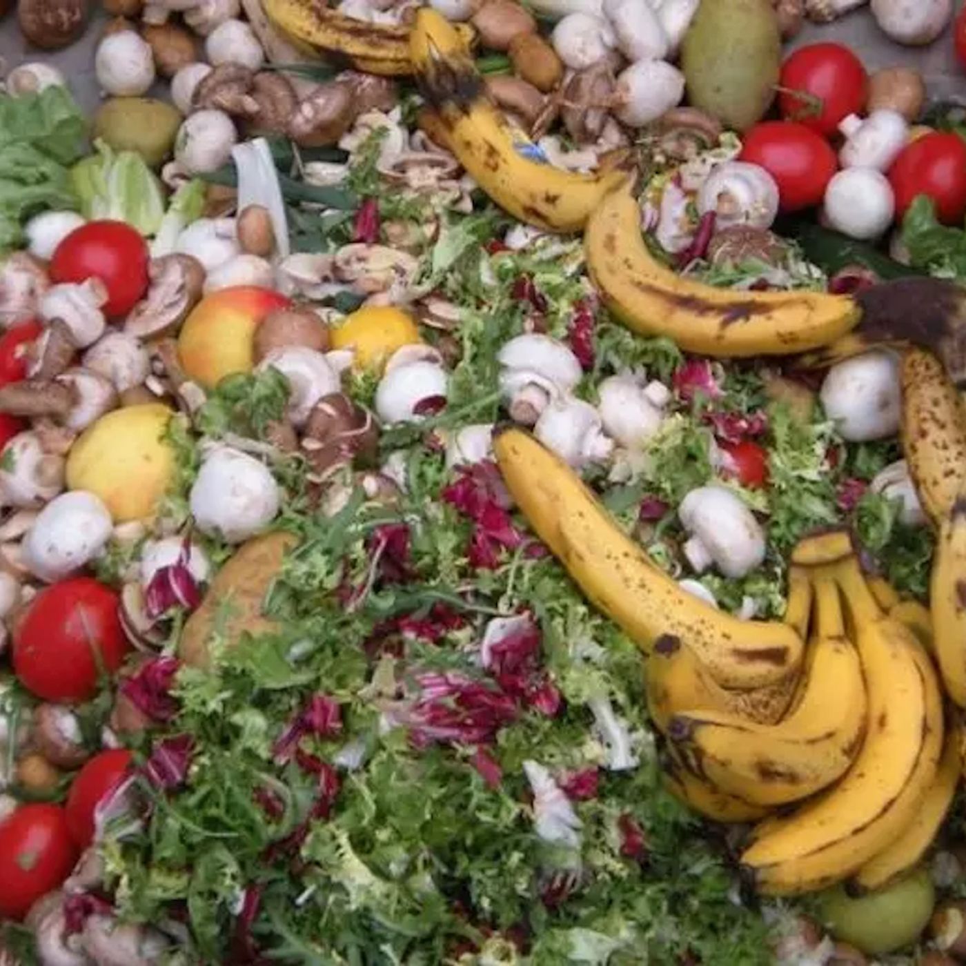 Il cibo sprecato in Italia potrebbe sfamare 3 milioni di persone episode artwork