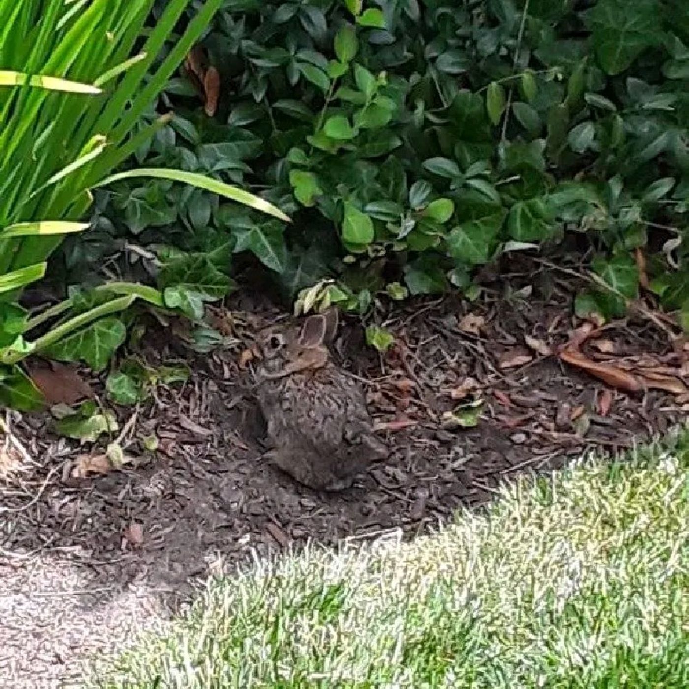 Heart fire & Cunning Will\'s podcast