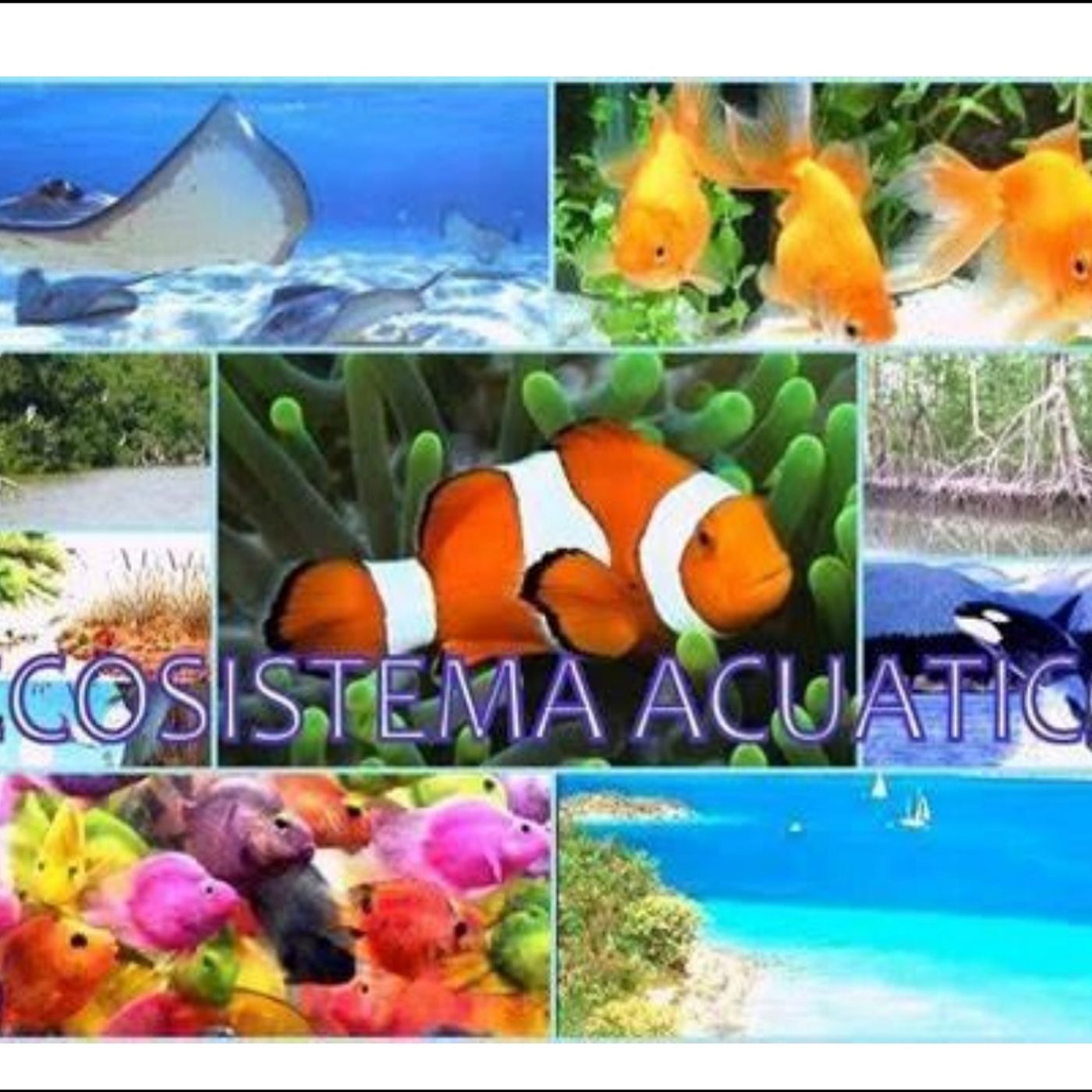 ECOSISTEMAS ACUATICOS 4102 podcast artwork