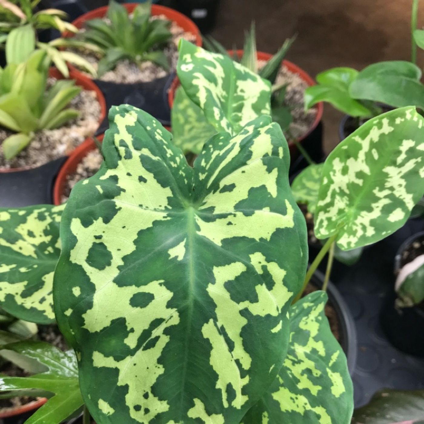 Episode 65 - Moving plants inside in autumn :)