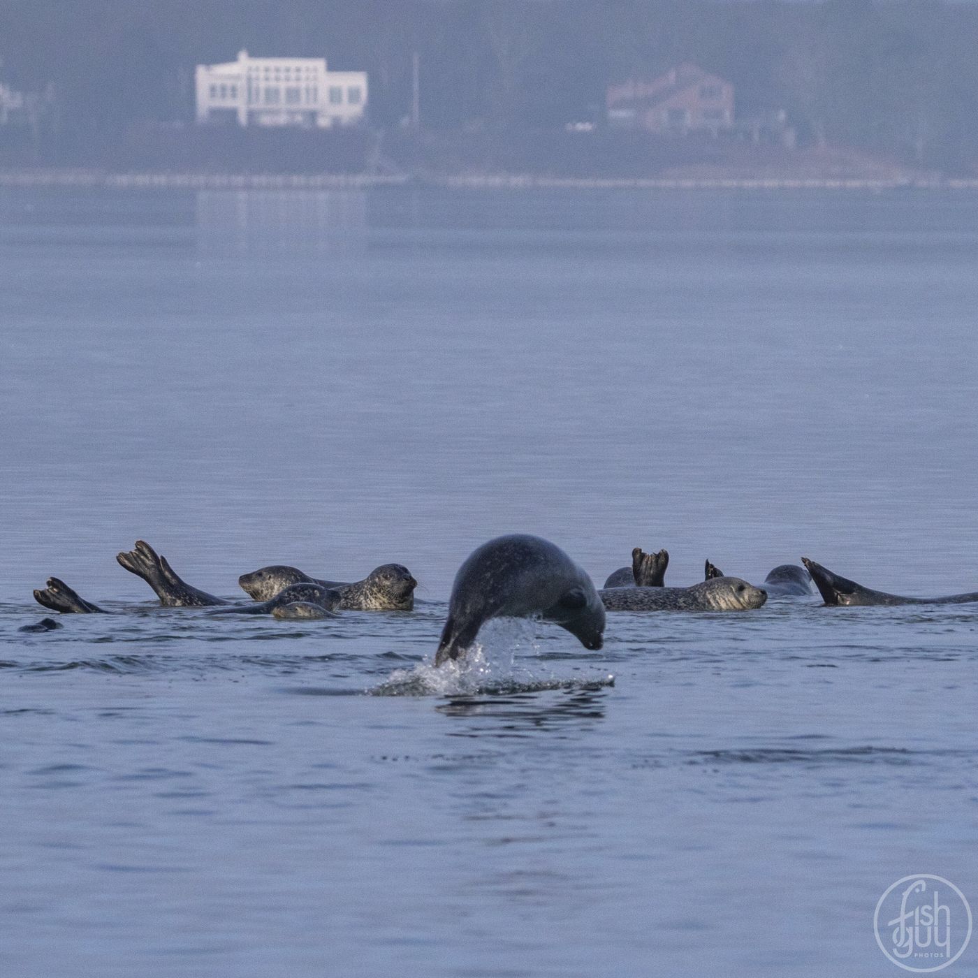 Ep 472: Hi Seals!