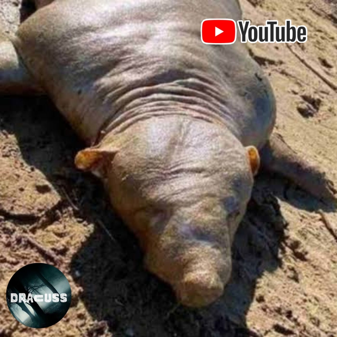 #35 - Extraña CRIATURA encontrada en Grecia