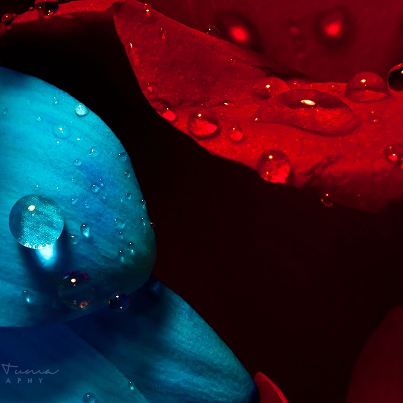 Memorias de una rosa