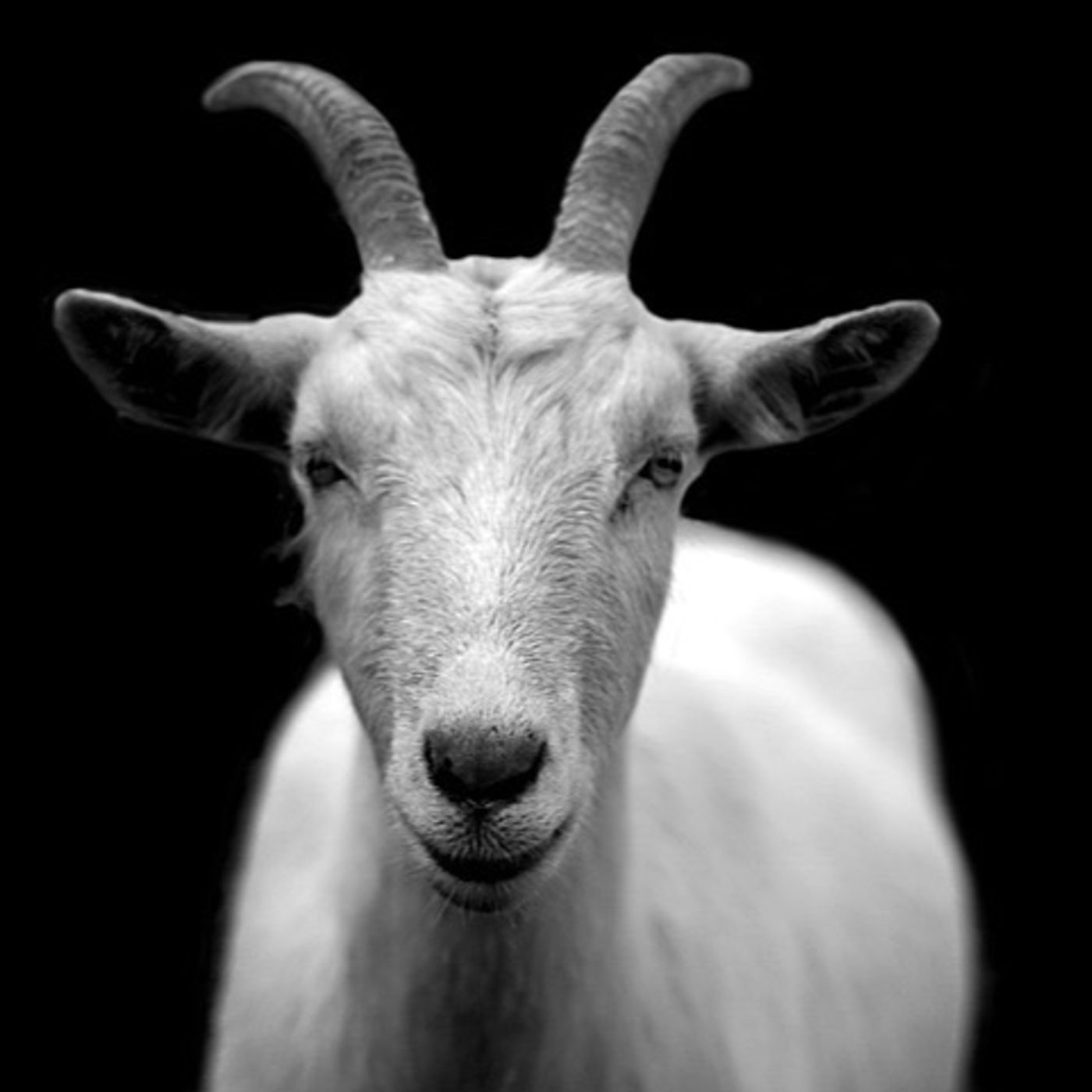 Kosher News & Torah Talk