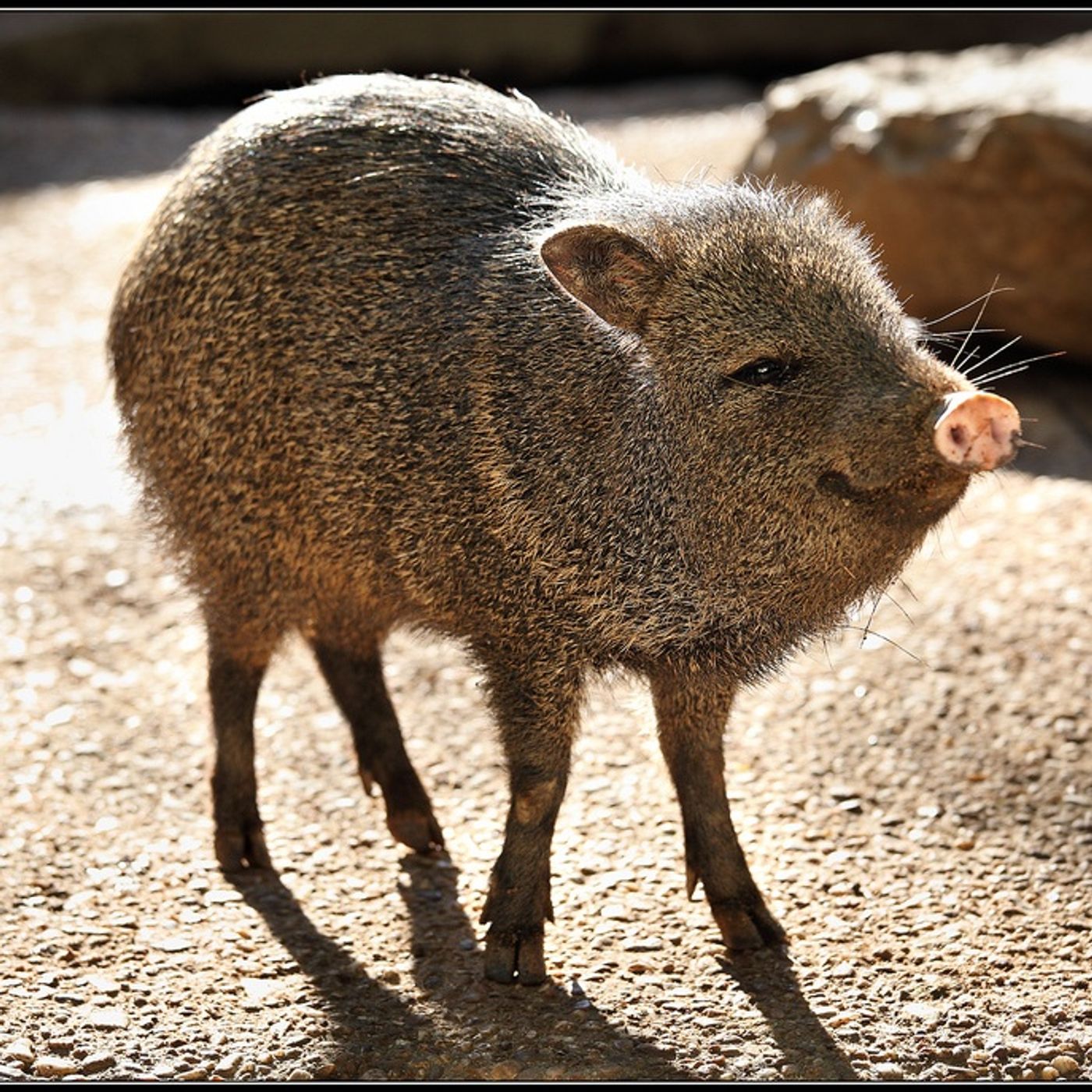 Tras Las Huellas de la Naturaleza: Los Pecaríes, Cerdos de la selva Americana