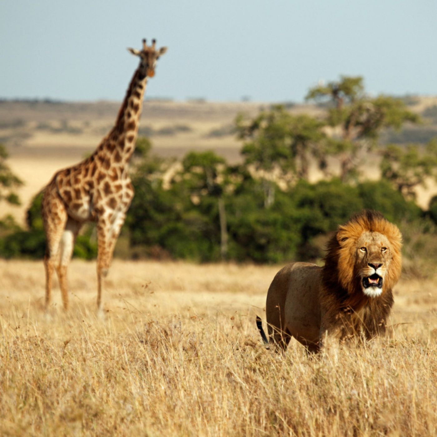 Aventuras De Trueno el toro Miura N5