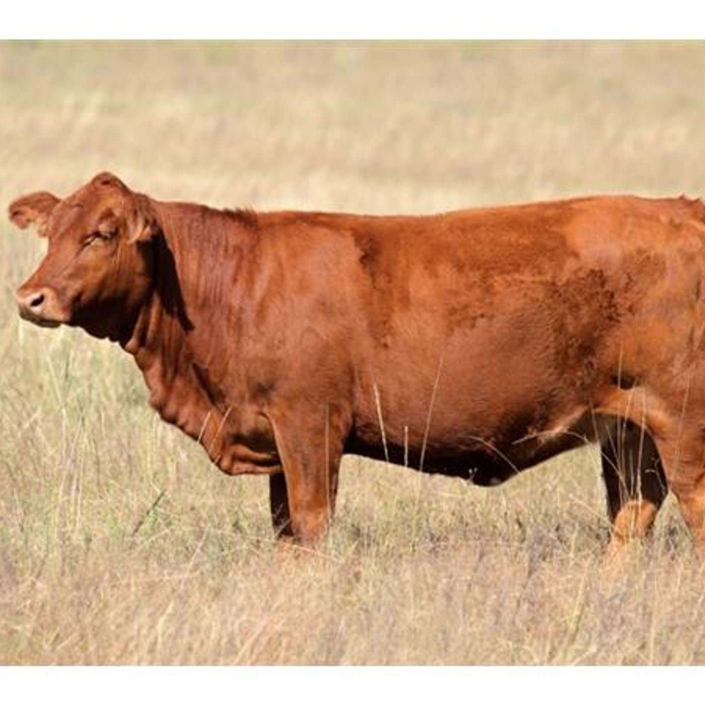 Discovery of the Red Heifer and the Rebuilding of the Jerusalem Temple episode artwork
