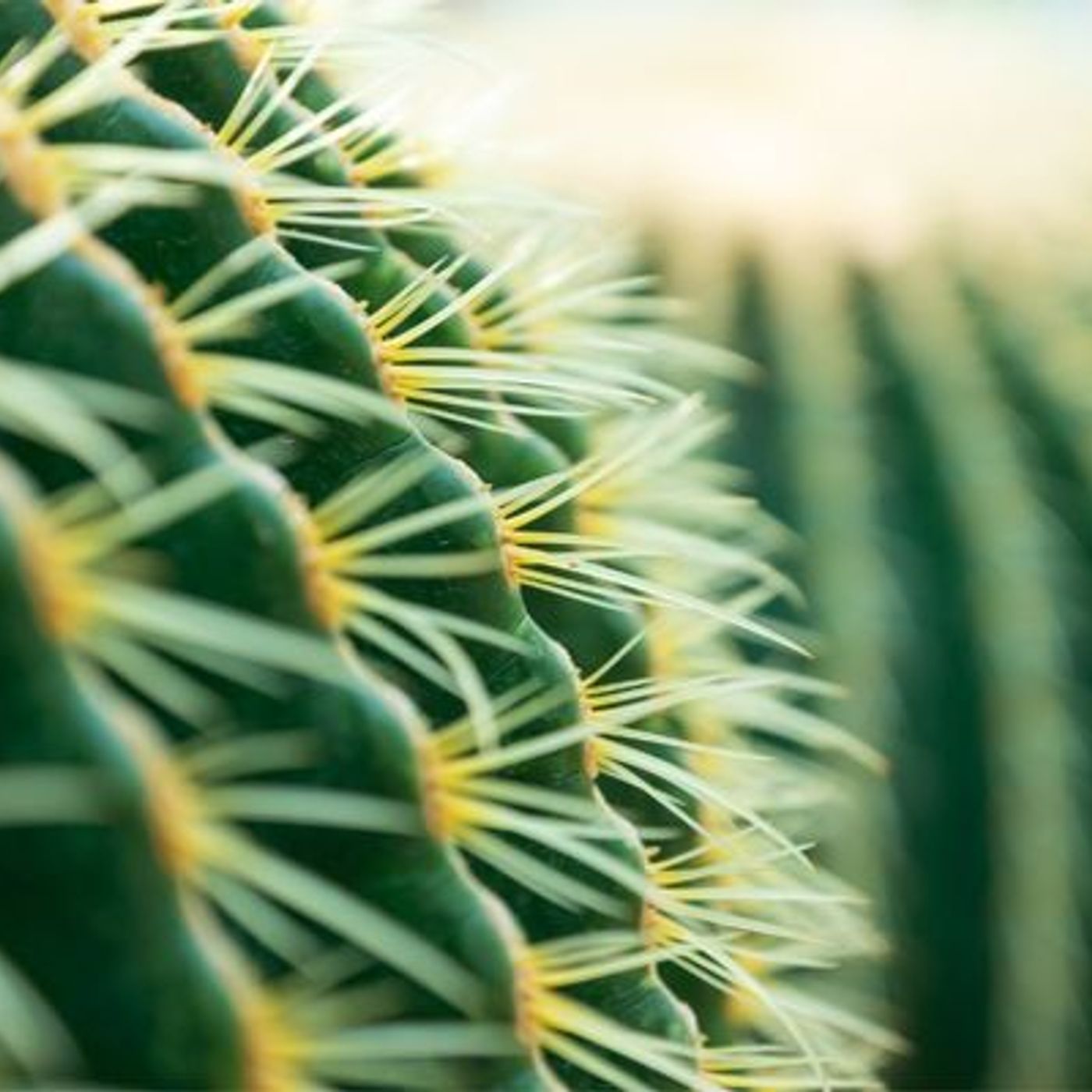 S'inspirer des cactus pour optimiser les systèmes de récupération d'eau episode artwork