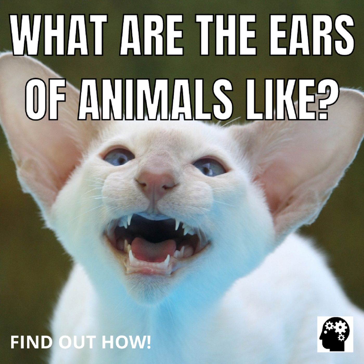 What Are The Ears Of Animals Like?