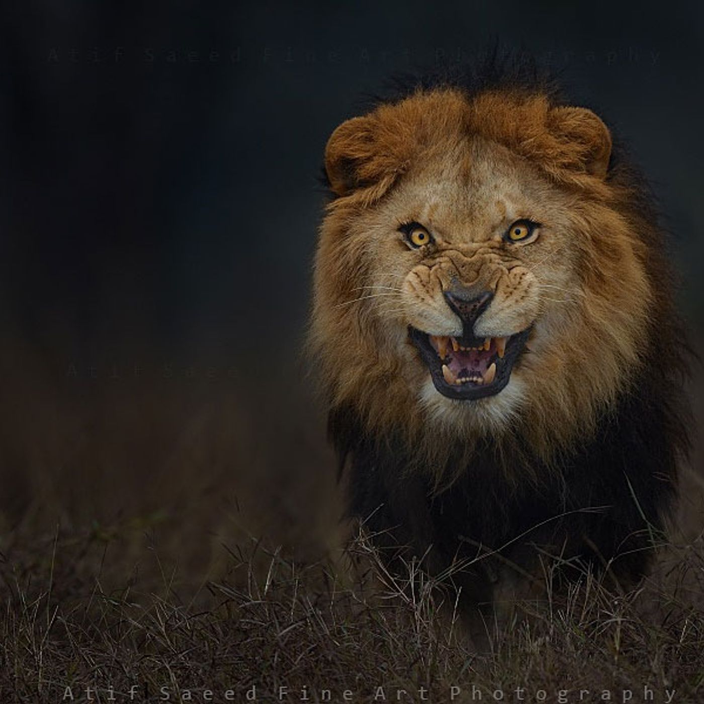 When A Lion Attacks! - Pastor Jeff Crawley - 5/26/2019 episode artwork