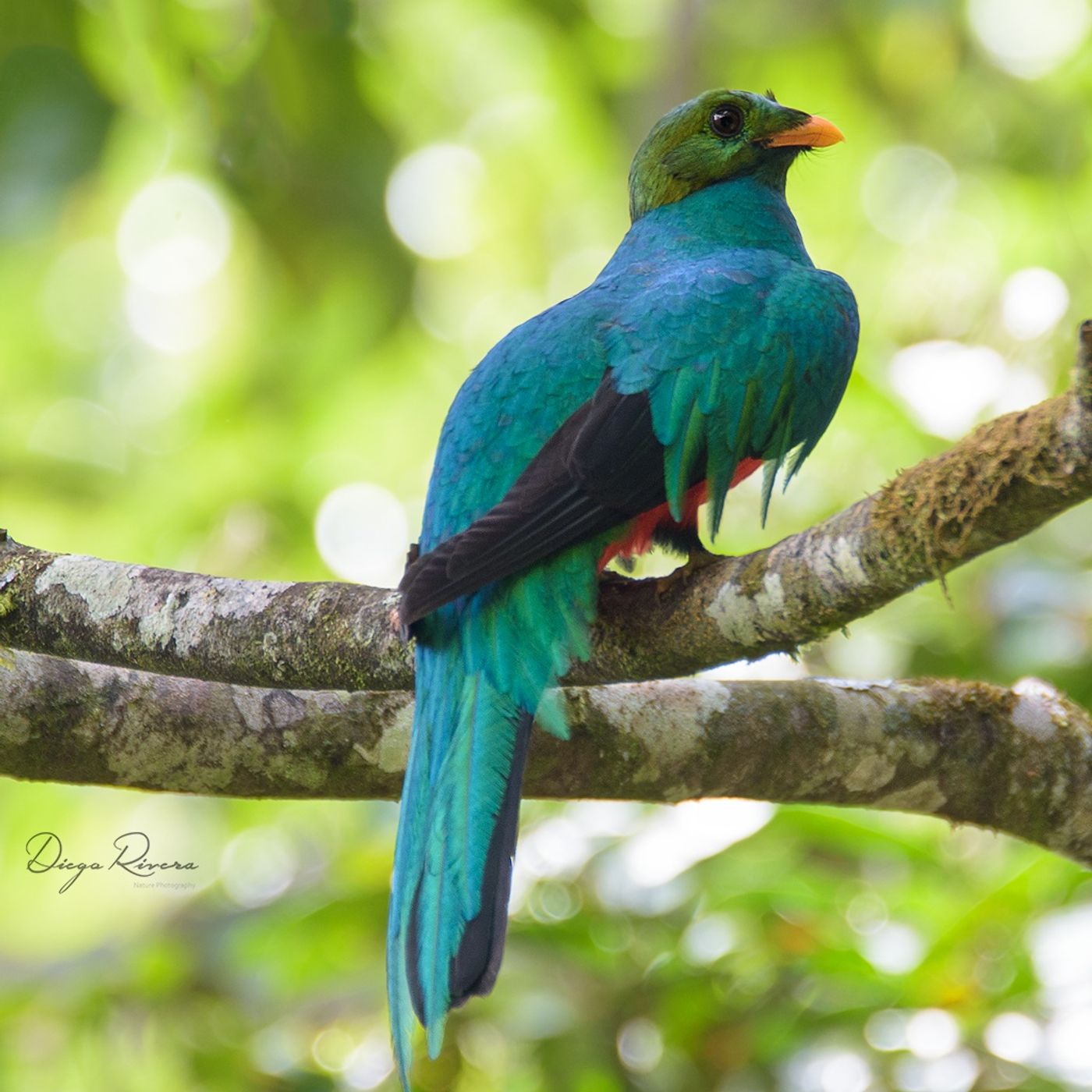 Aves sagradas de Mesoamérica : Quetzales y trogones Image
