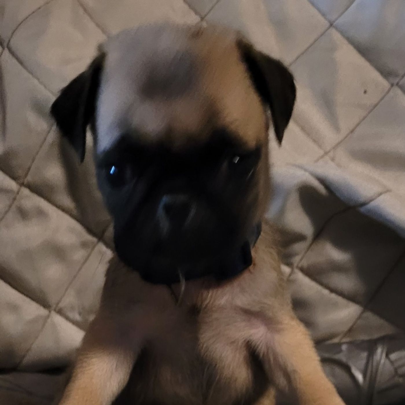 Episode 30 Rip puppy Episode 30 Rip puppy