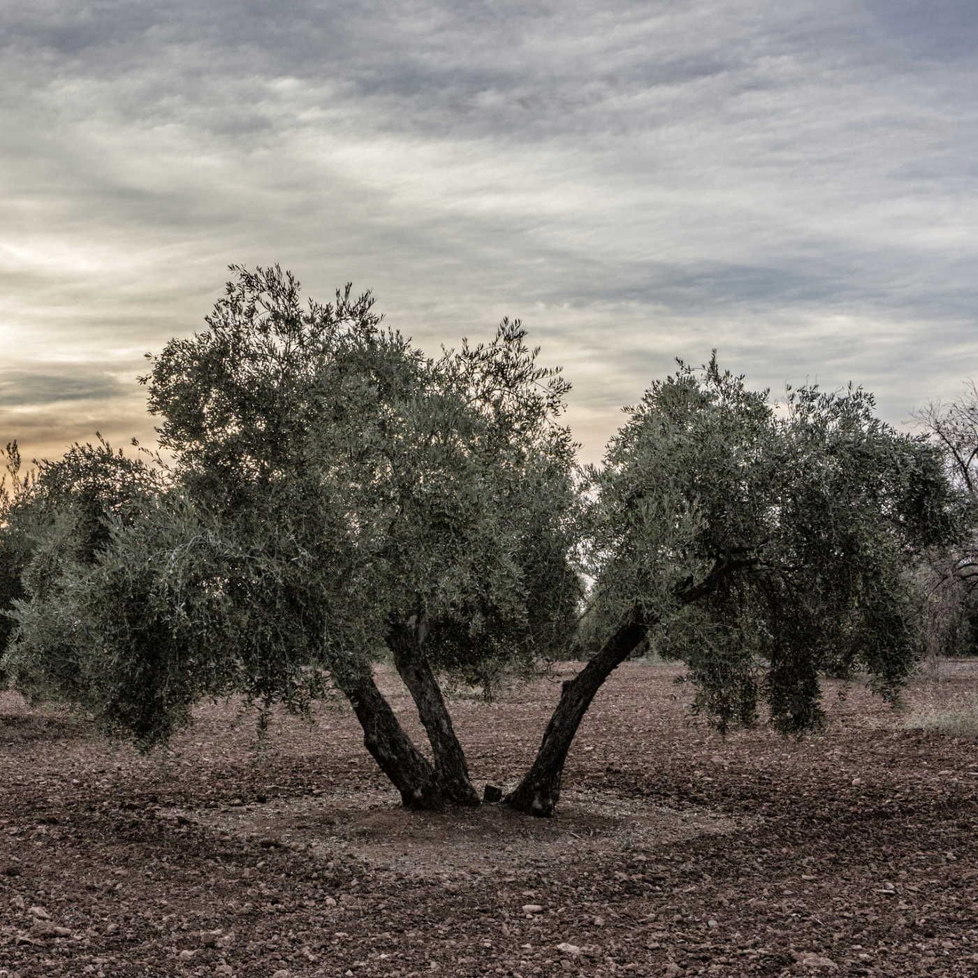 Portada de La granja