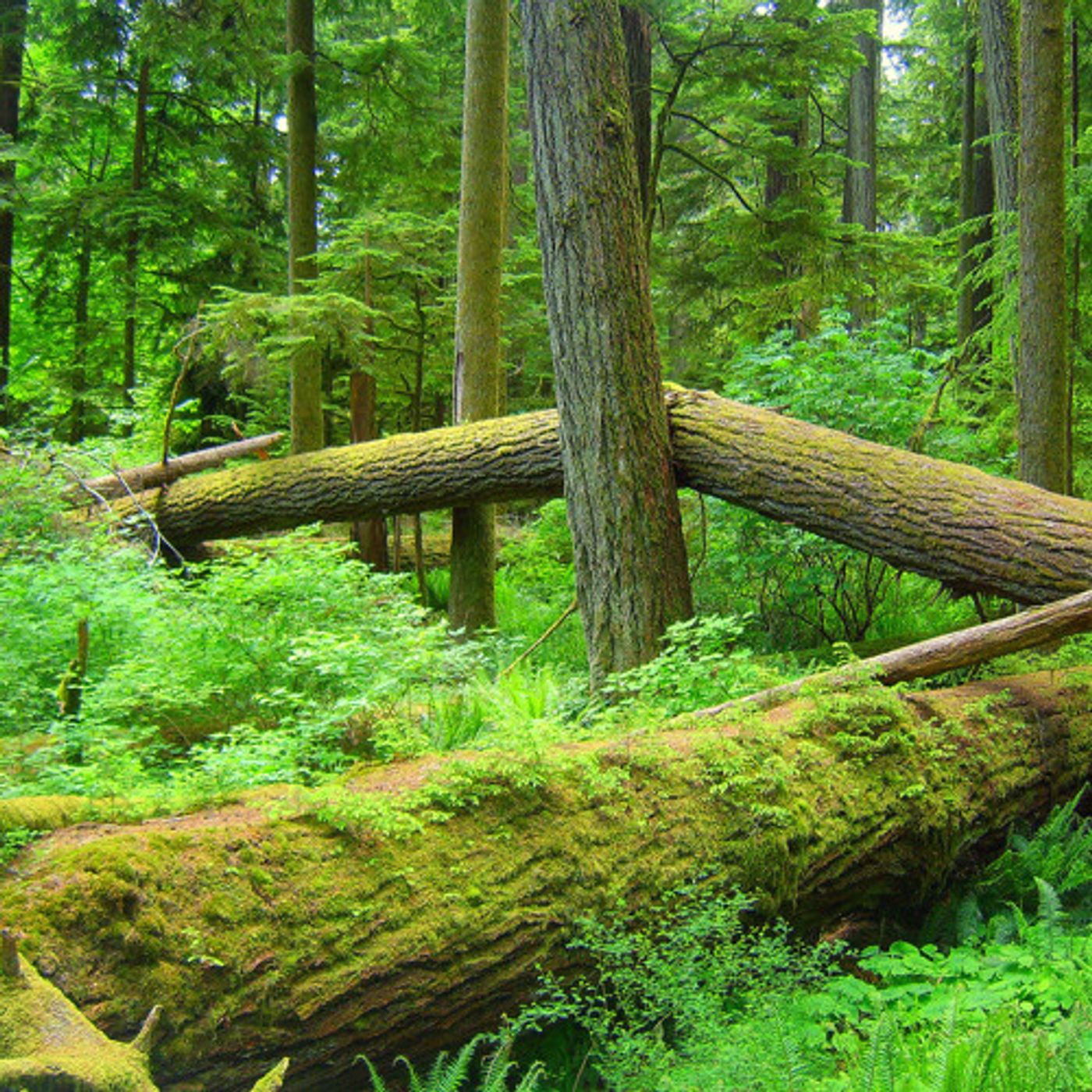 OSU Study: Woody Biomass Not a Good Substitute For Fossil Fuels episode artwork