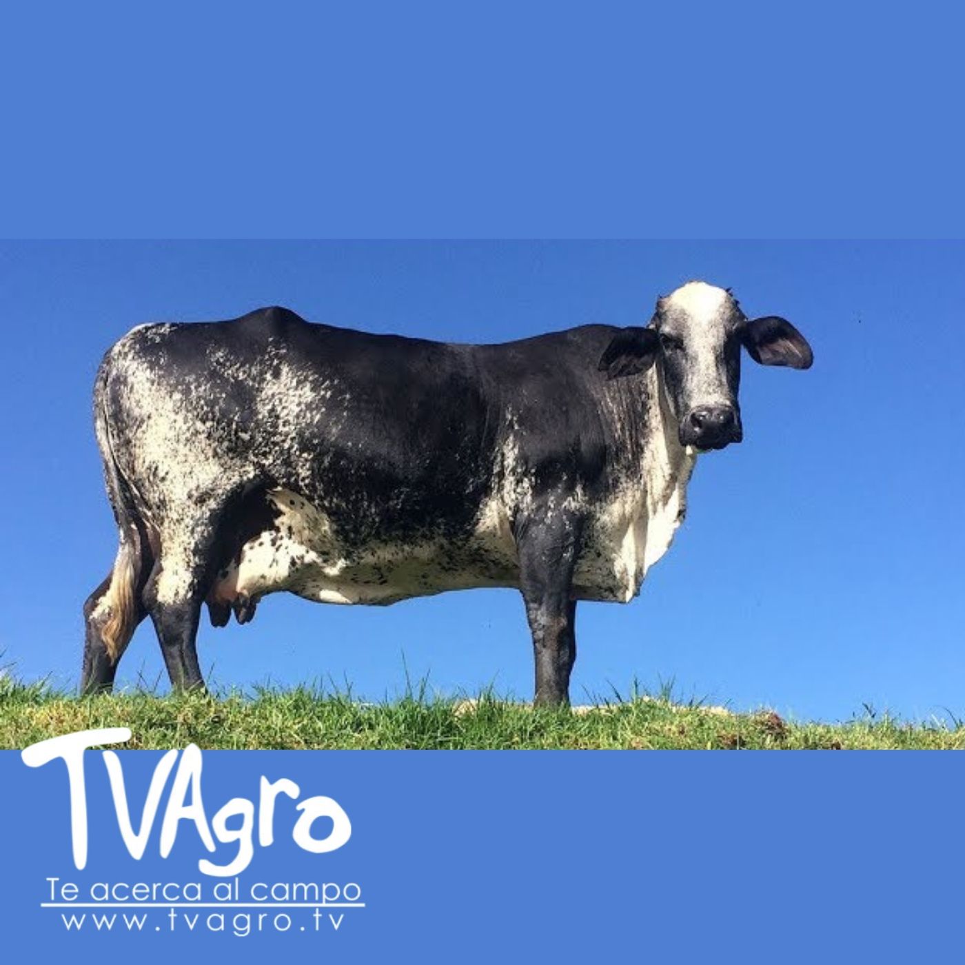 TV AGRO