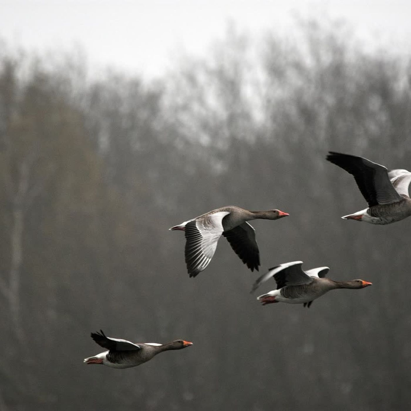 Klucze dzikich gęsi na lubuskim niebie Klucze dzikich gęsi na lubuskim niebie