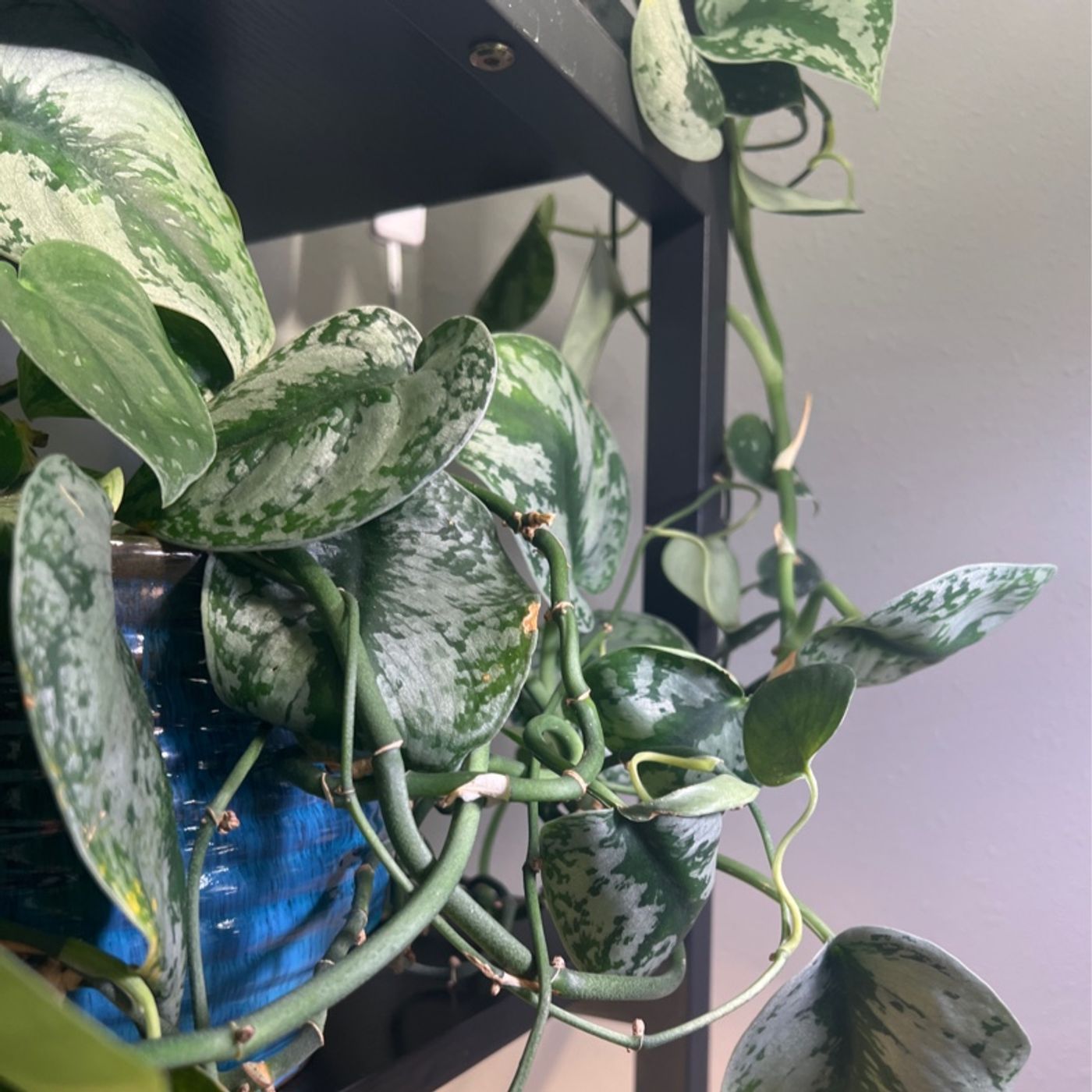 Episode 286 - Making houseplants ‘civilized’