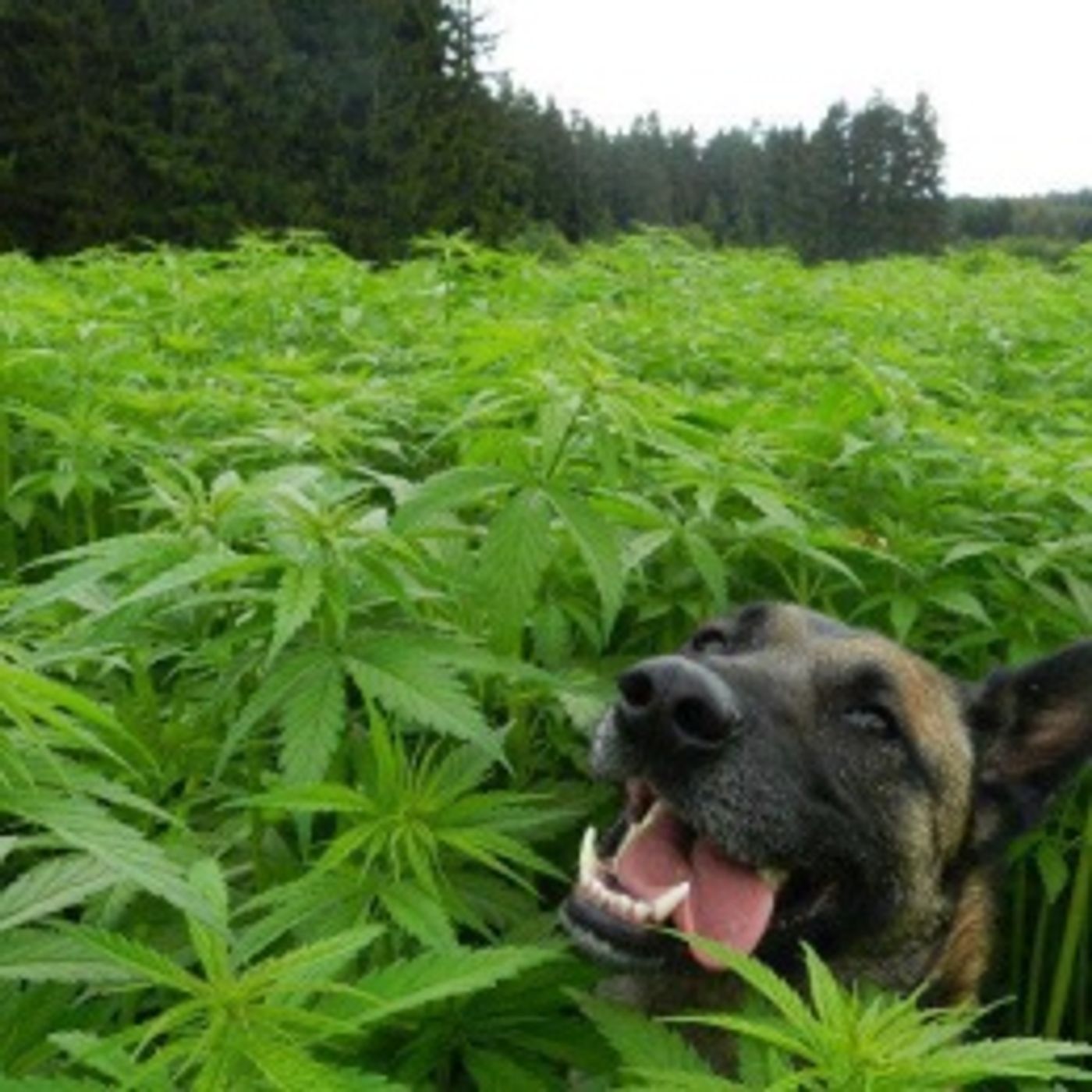 Time 4 Hemp