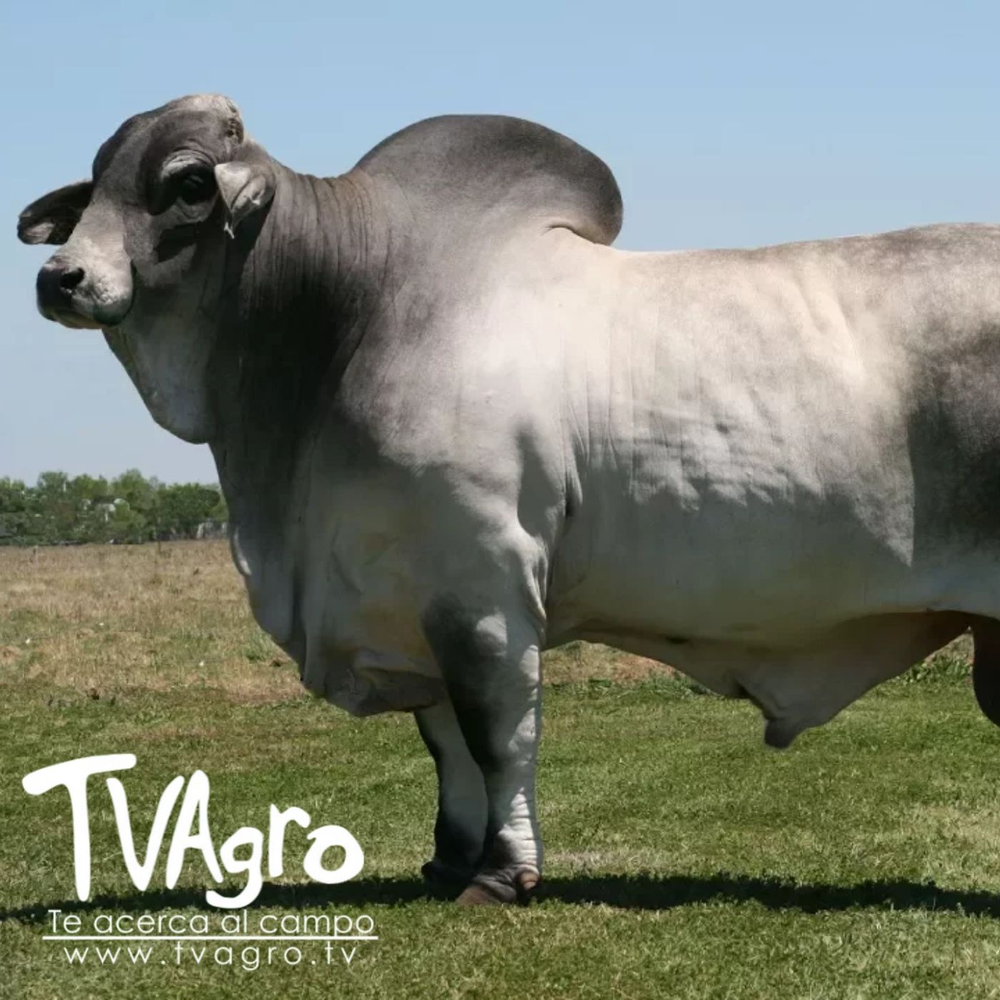 TV AGRO