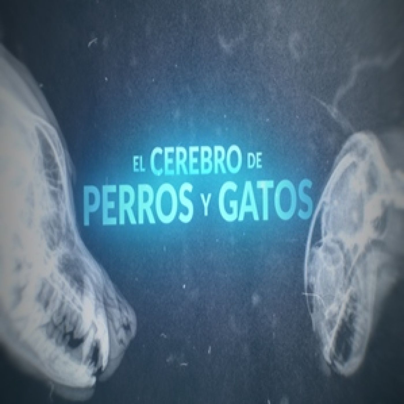 Cuarto Milenio 19×39 (16/06/2024): El cerebro de perros y gatos