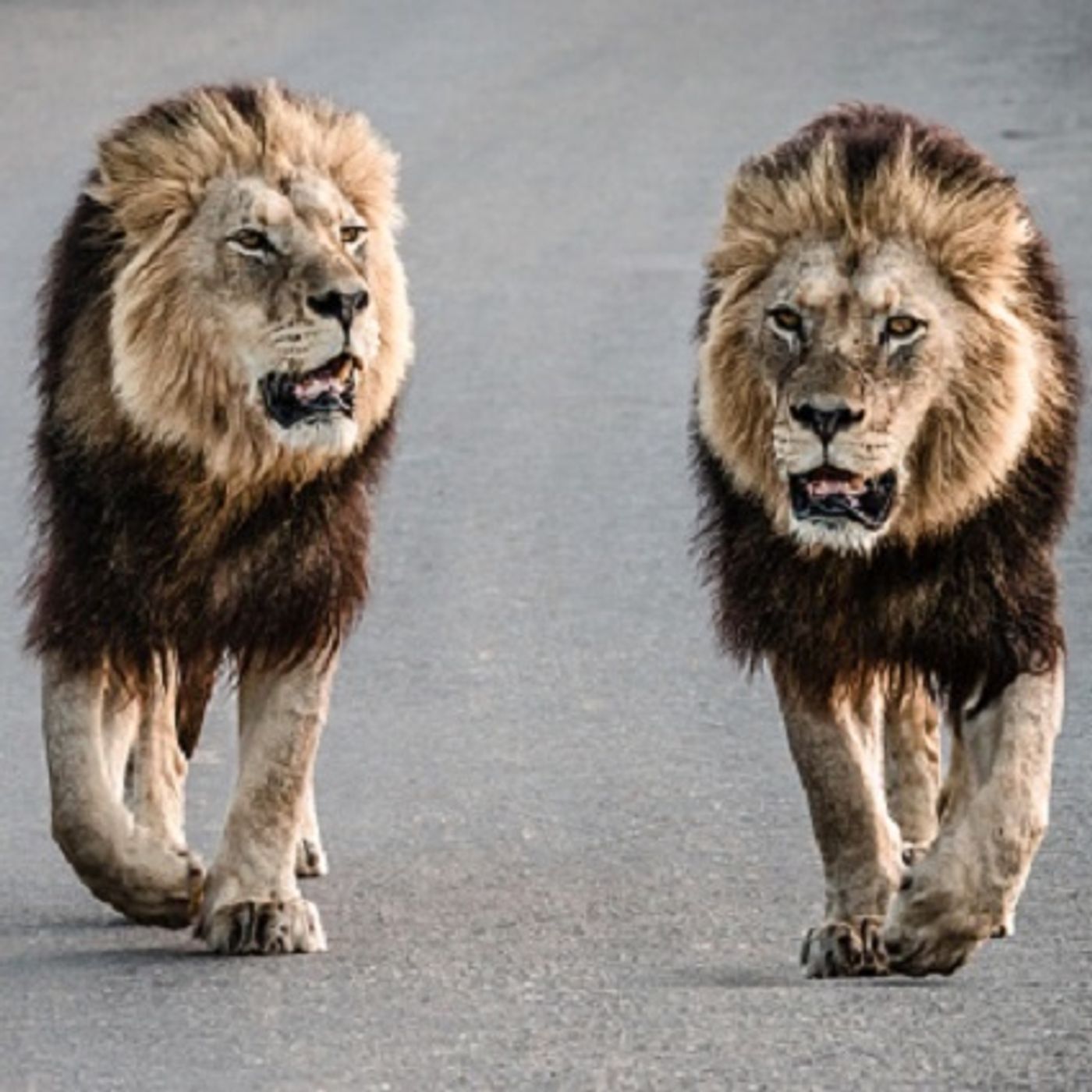 (Joke of the Day) Two lions shopping episode artwork