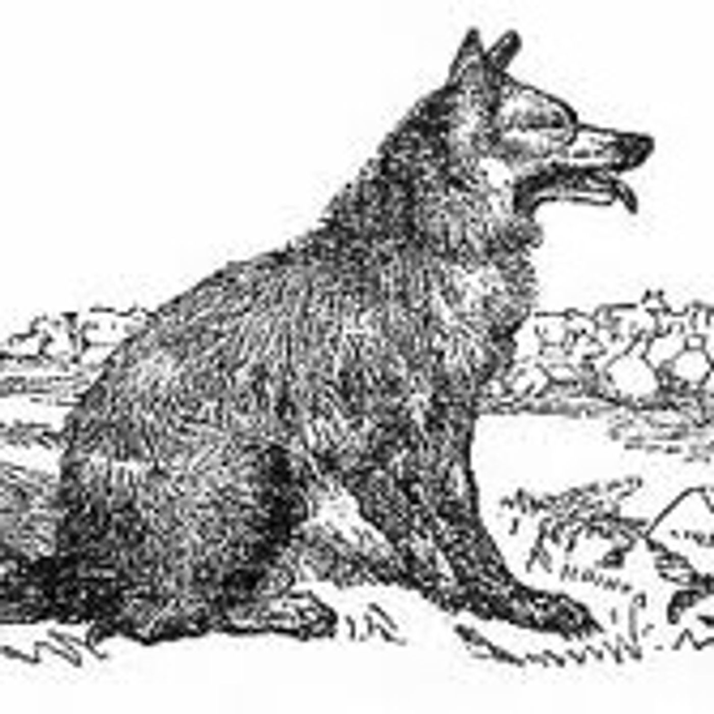 The Wolf And The Shephard episode artwork