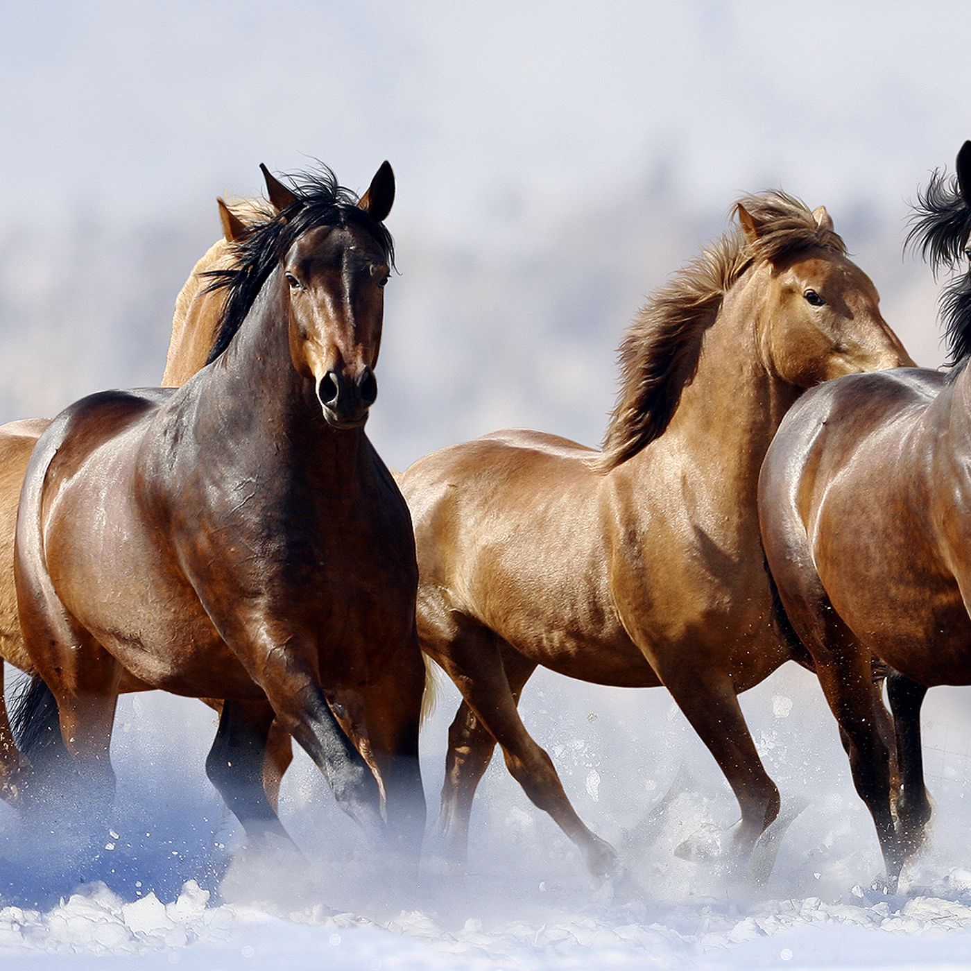 The Wild Stallions