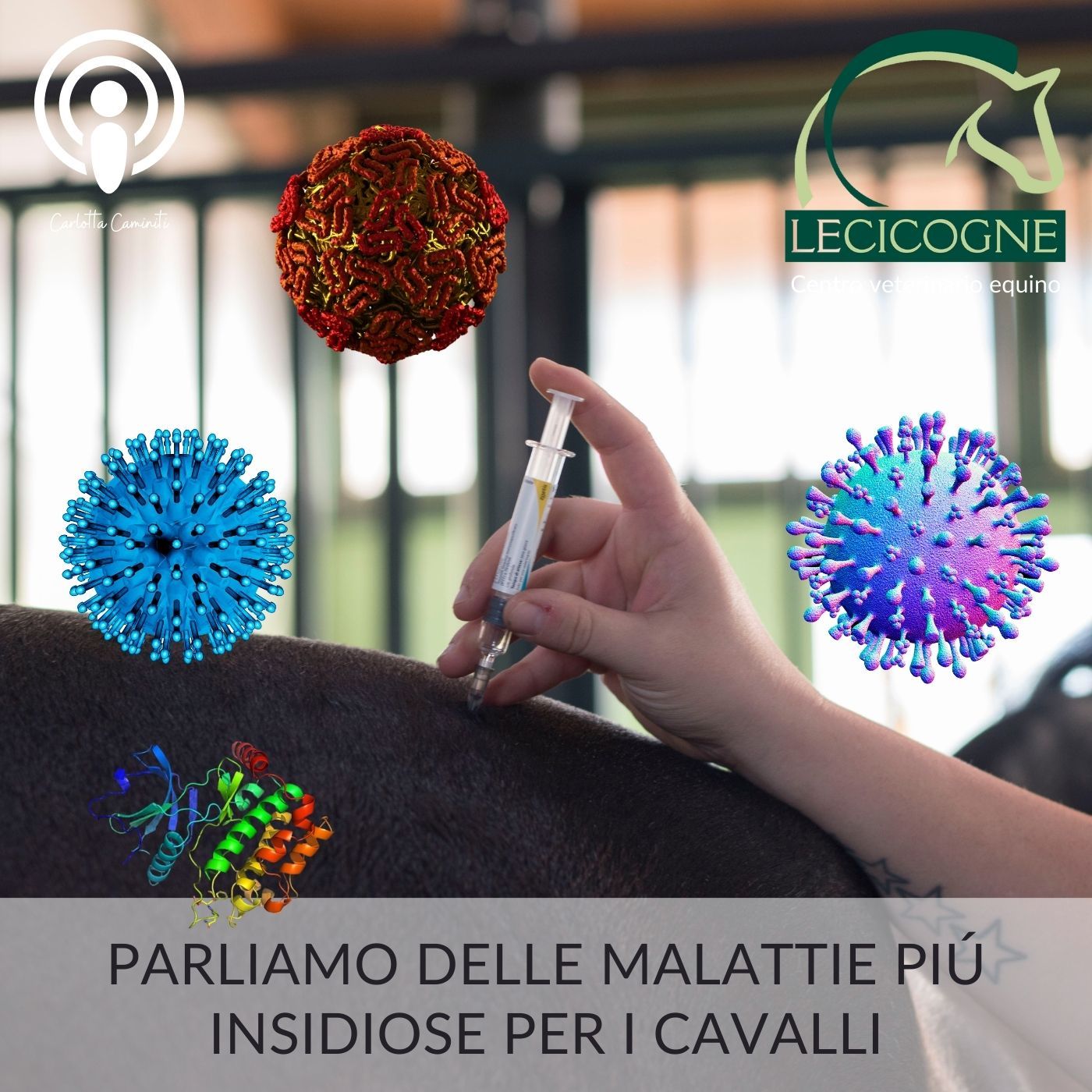 I cavalli: parliamo di salute e benessere