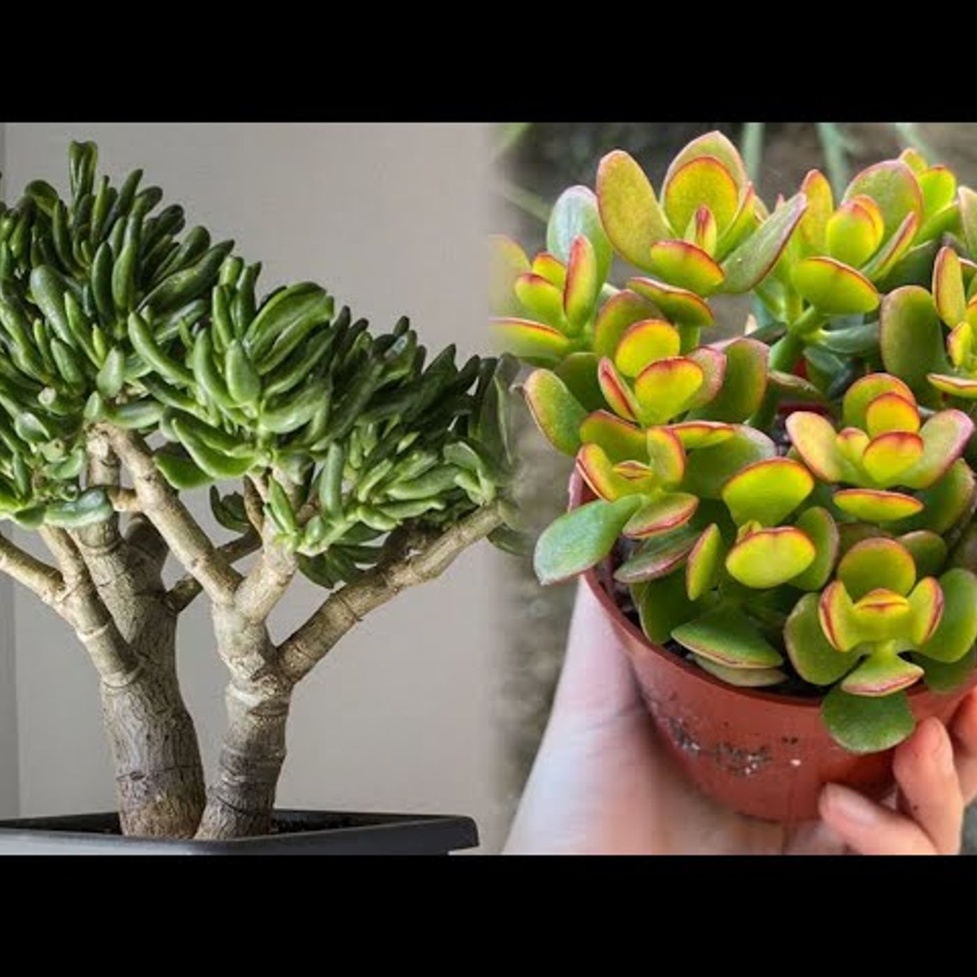 Audiobooks Alpha’s Werewolf Lover