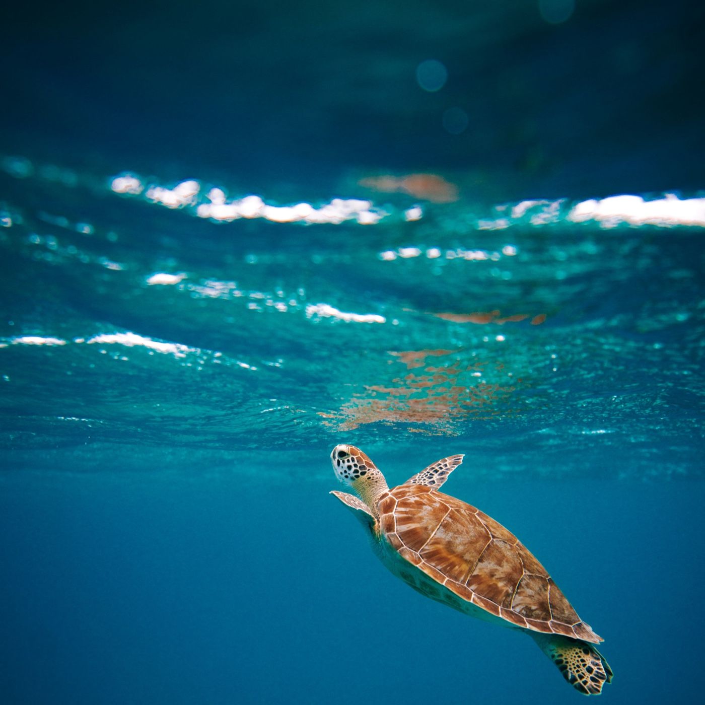 Preserving the existence of sea turtles