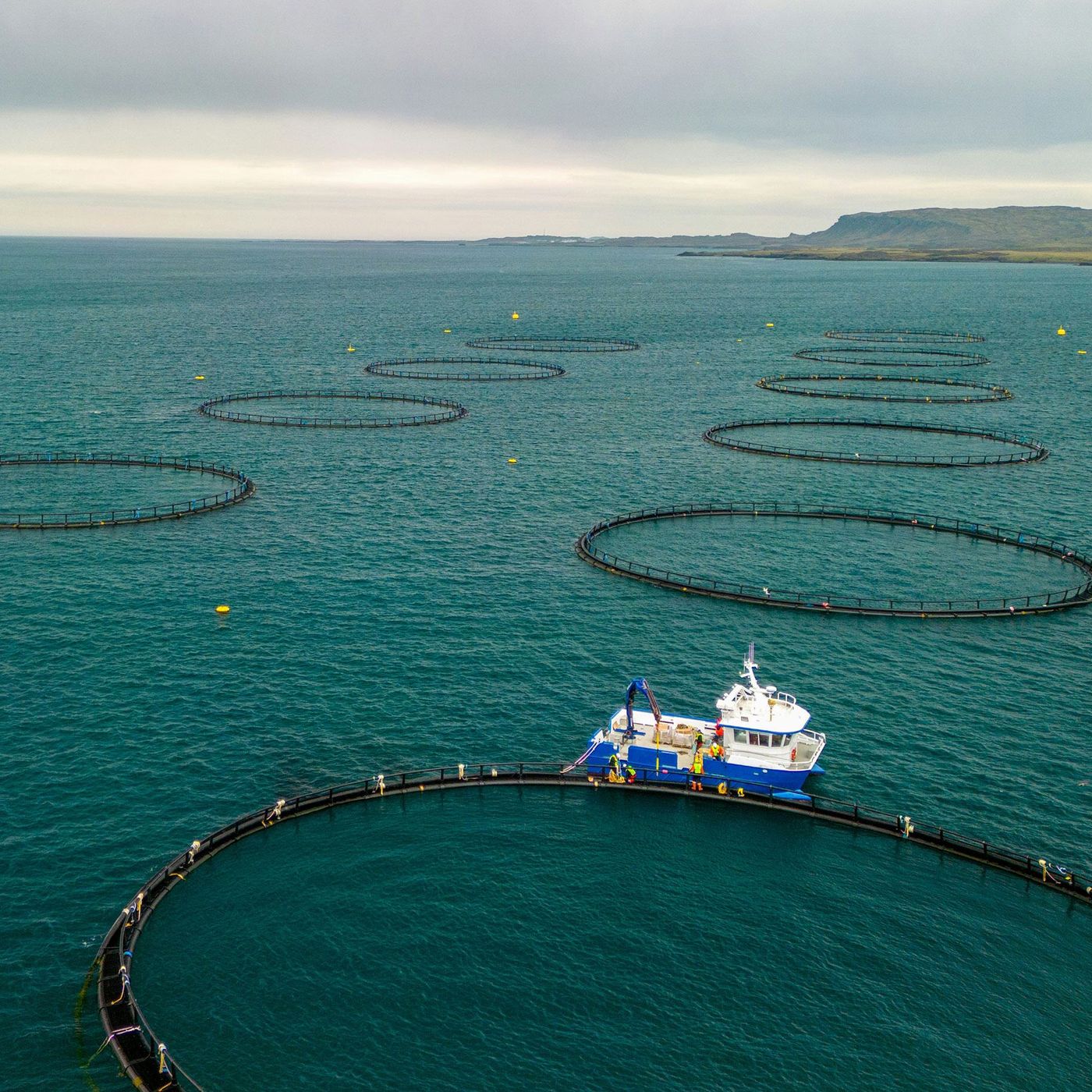 Produção global de pescas e aquacultura atinge novos máximos e rivaliza com o comércio de carne terrestre episode artwork