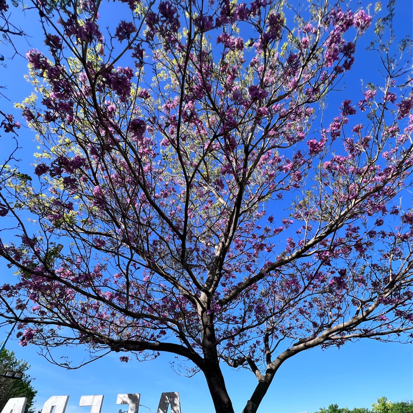 El podcast de Larisa Mosconi