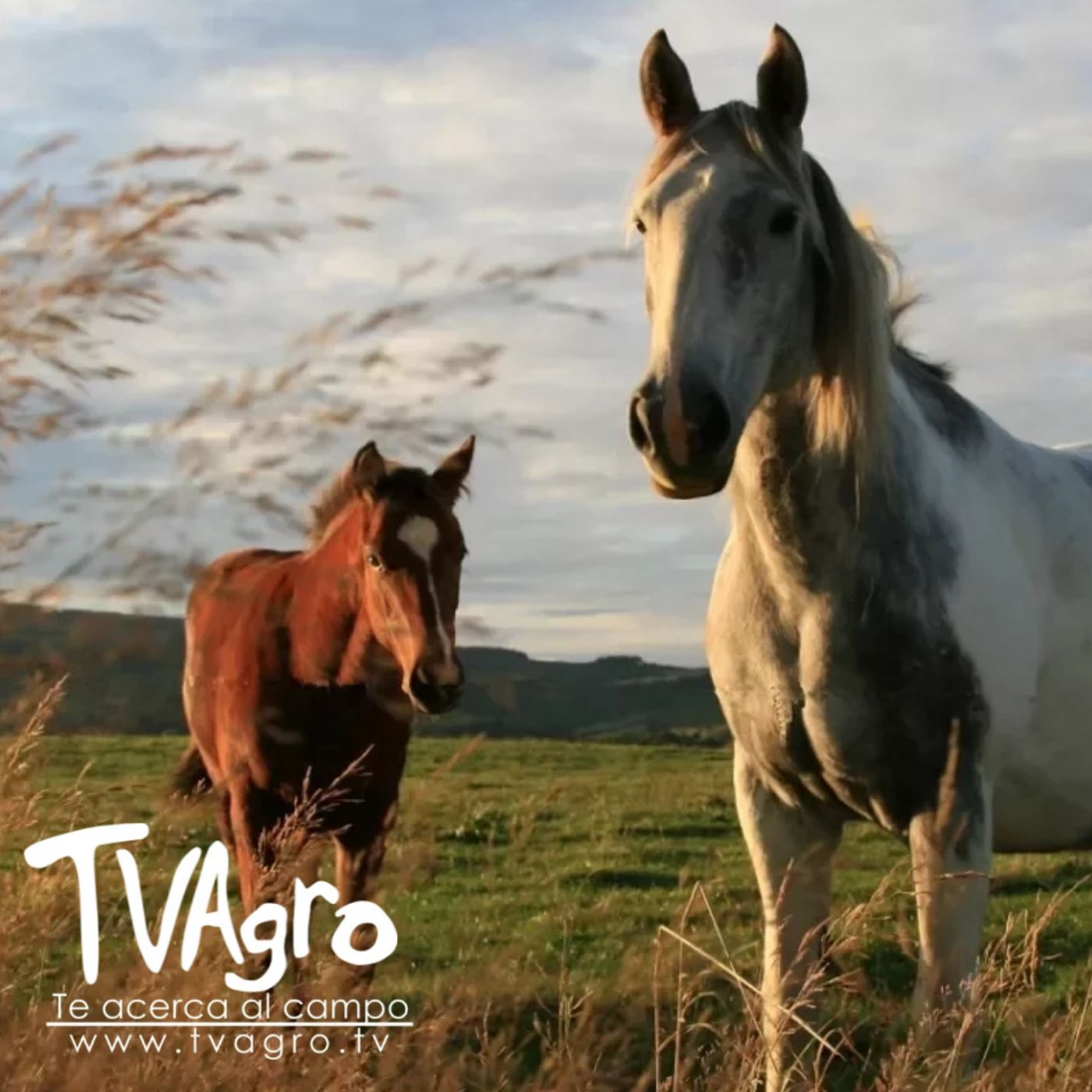 TV AGRO