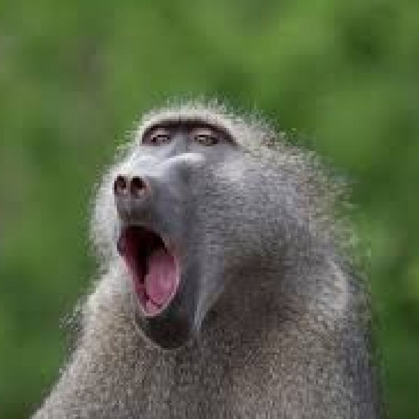 Singing Yappatrons