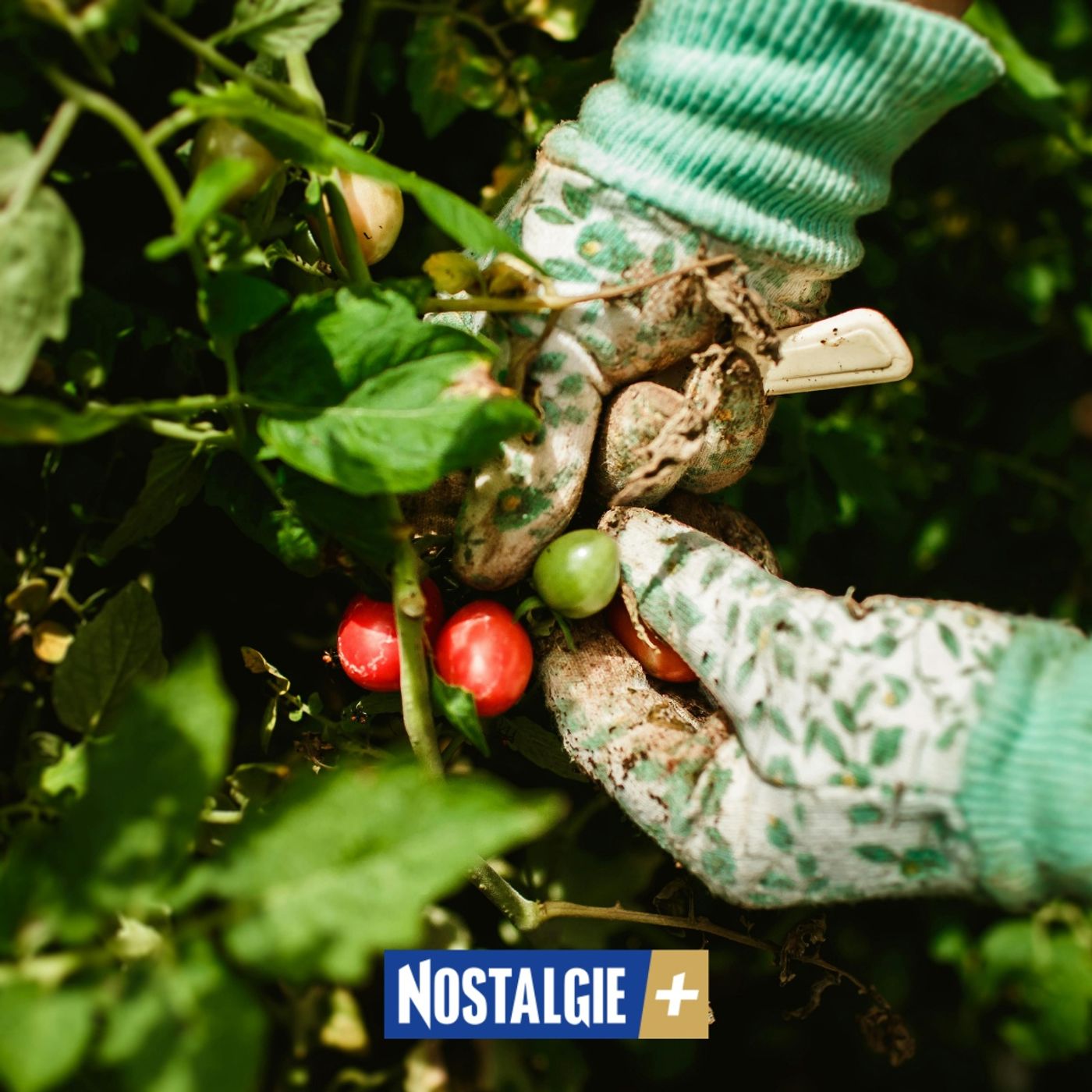 Connexion Nature - Potager de printemps, les secrets d'Amir pour des récoltes réussies episode artwork