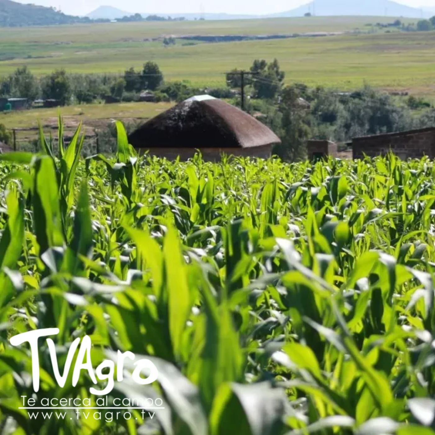 TV AGRO