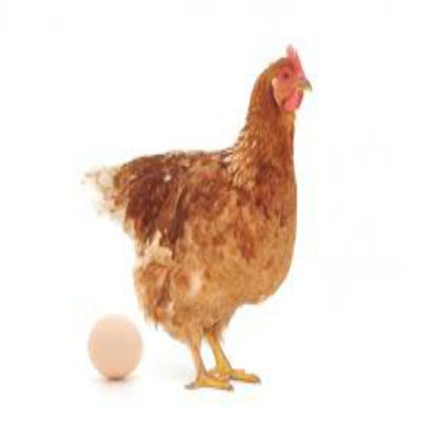 Folktales For Grown Folks (FFGF)- The Woman & Her Hen episode artwork