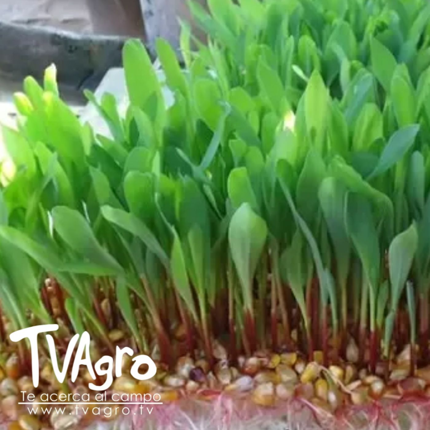 TV AGRO