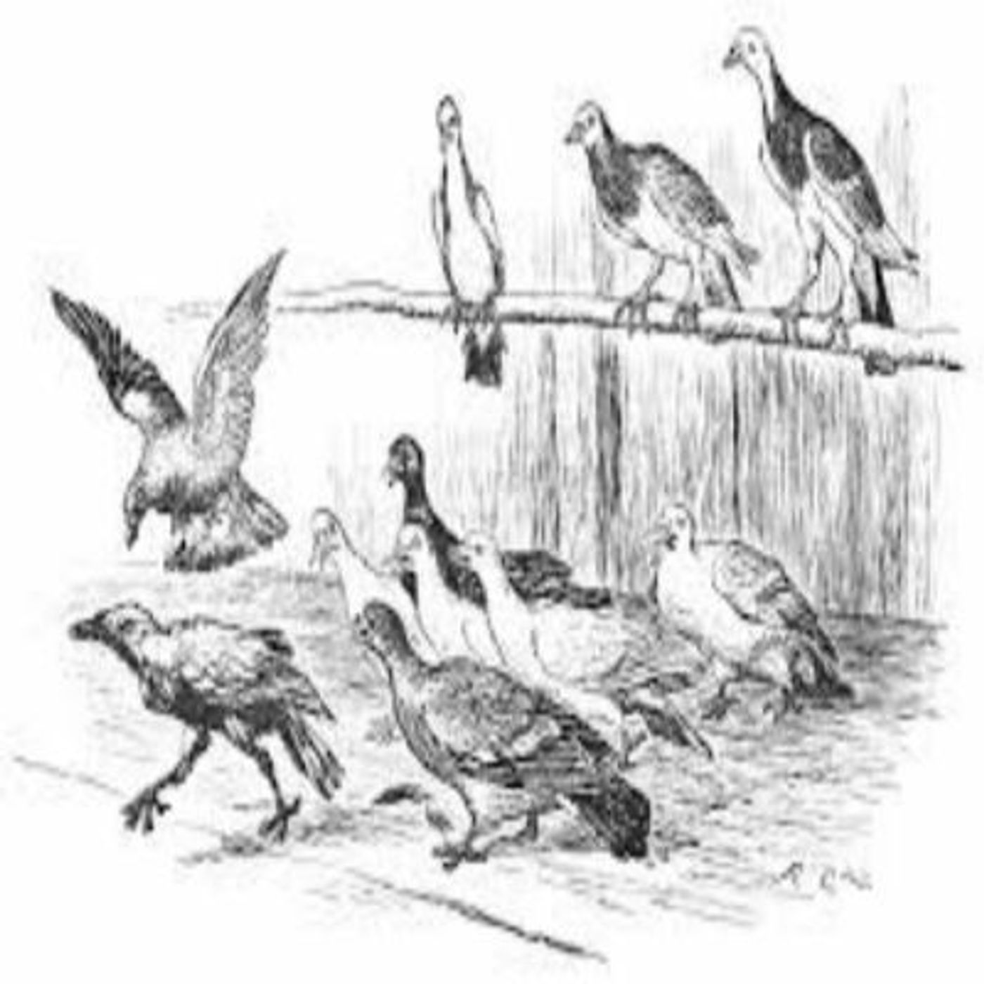 FFGF- The Jackdaw & The Doves