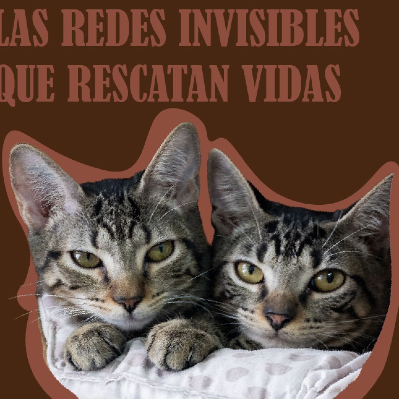 Portada de PODCAST CONEXIÓN EXTERNADO