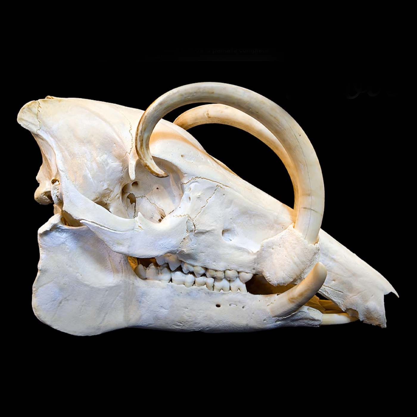 ¿Por Qué los Demonios Pidieron Entrar en Cerdos?