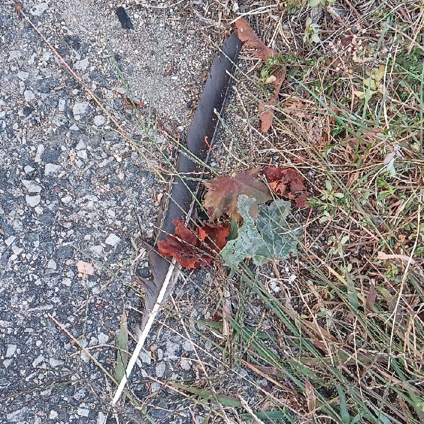 Heart fire & Cunning Will\'s podcast