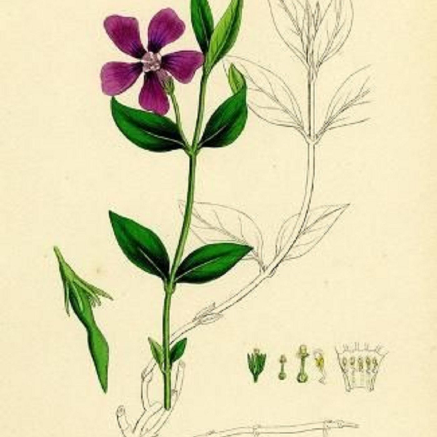 Southern Appalachian Herbs