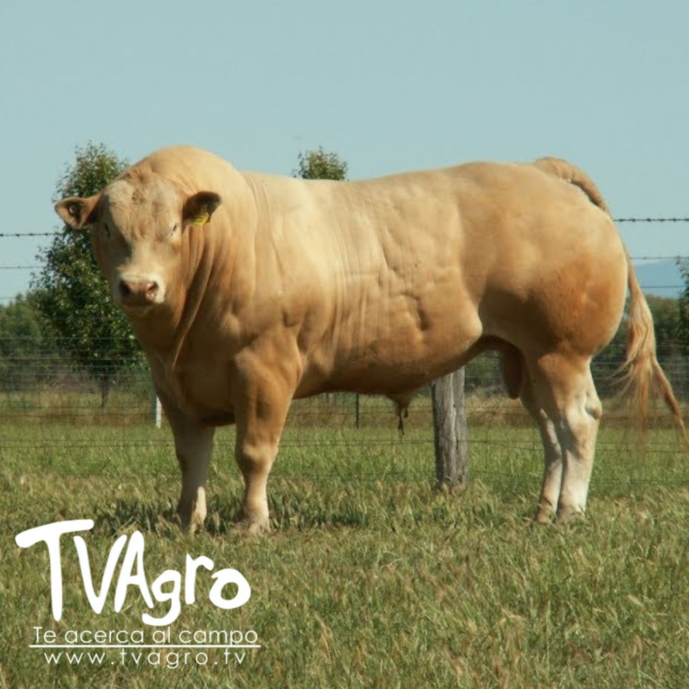 TV AGRO