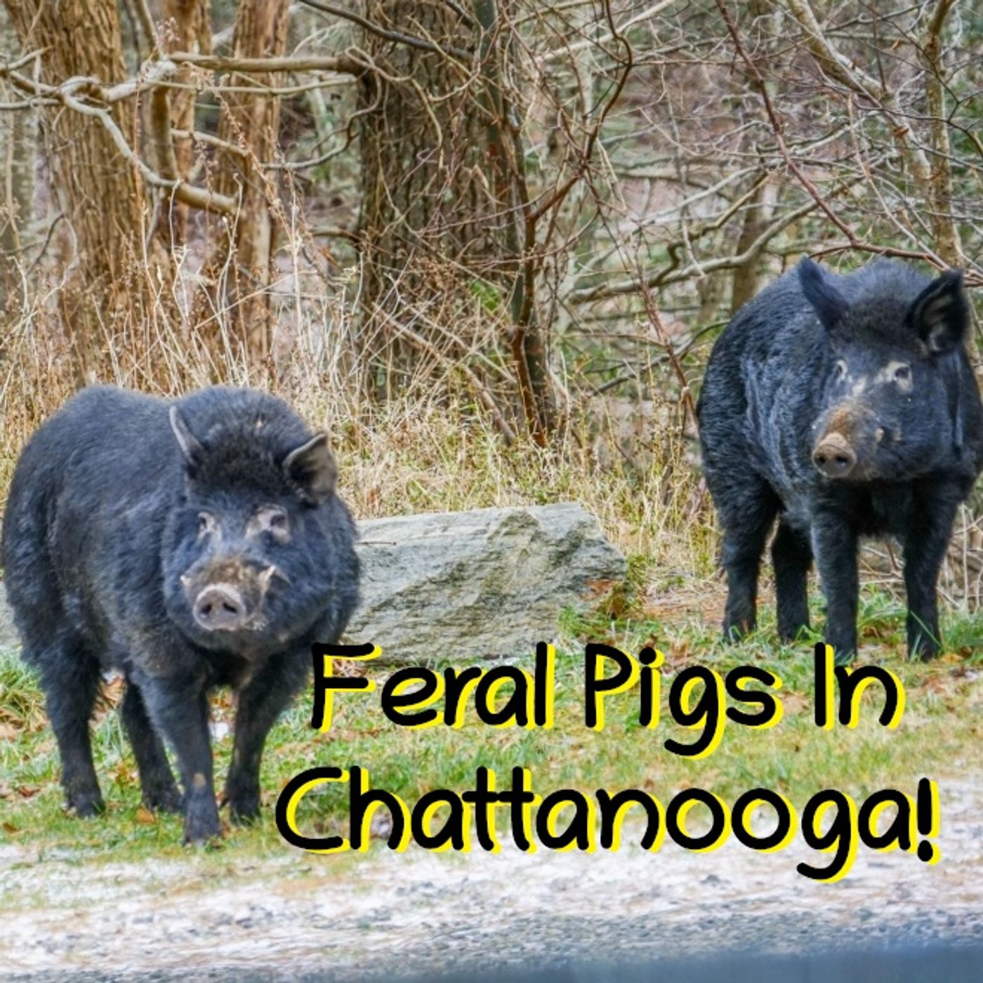Pet Boa On The Loose, Wild Hogs On The Loose, and 'Coon-Squatting In Ohio! episode artwork